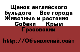 Щенок английского бульдога  - Все города Животные и растения » Собаки   . Крым,Грэсовский